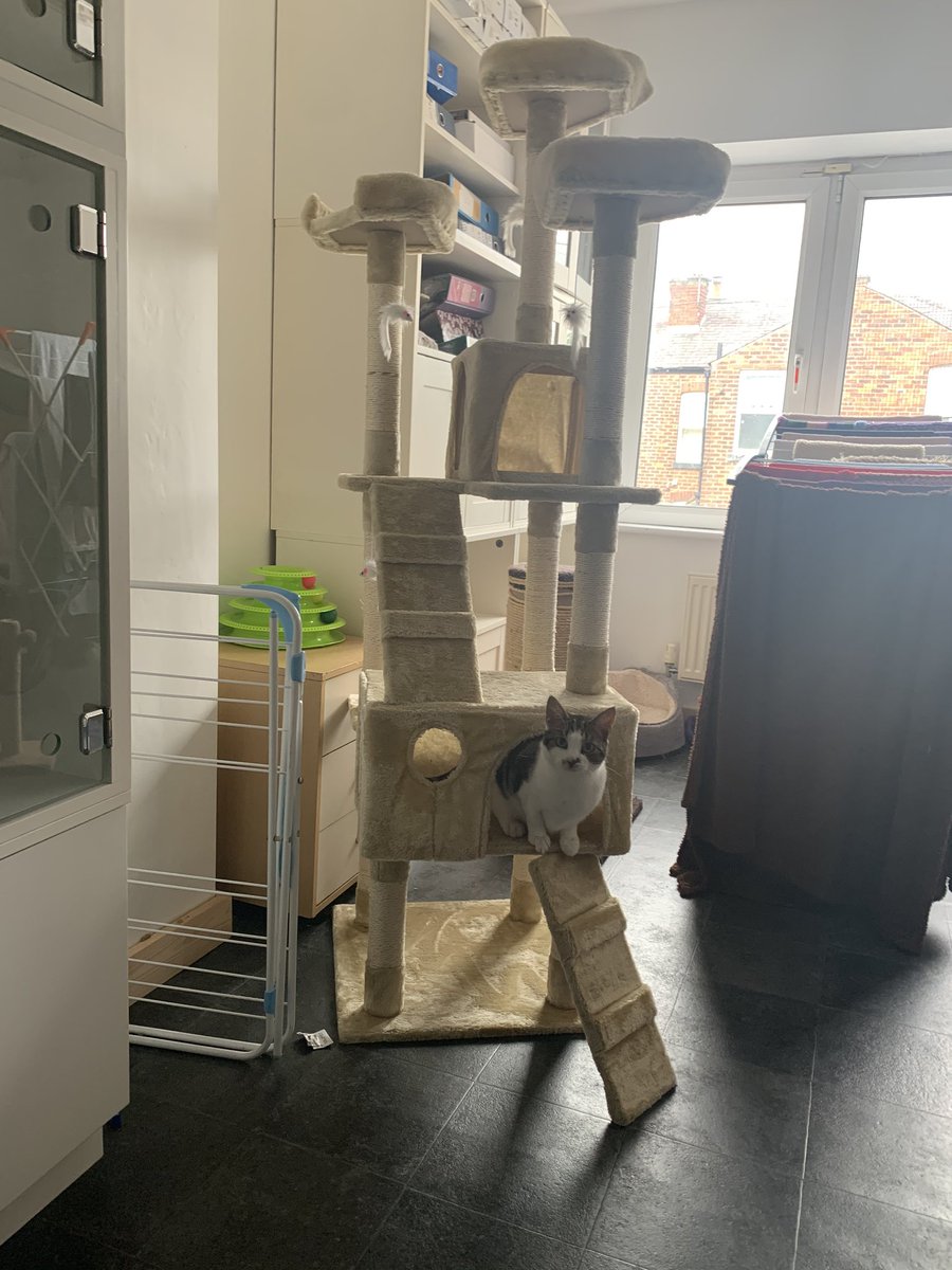 HeatonsCats's tweet photo. Dotty is loving the new scratching post that’s just been kindly donated to us 🥰 #scratchpost #rescuelife #sanctuarylife #rescuecats #newtoy https://t.co/aO7KPWQv8y