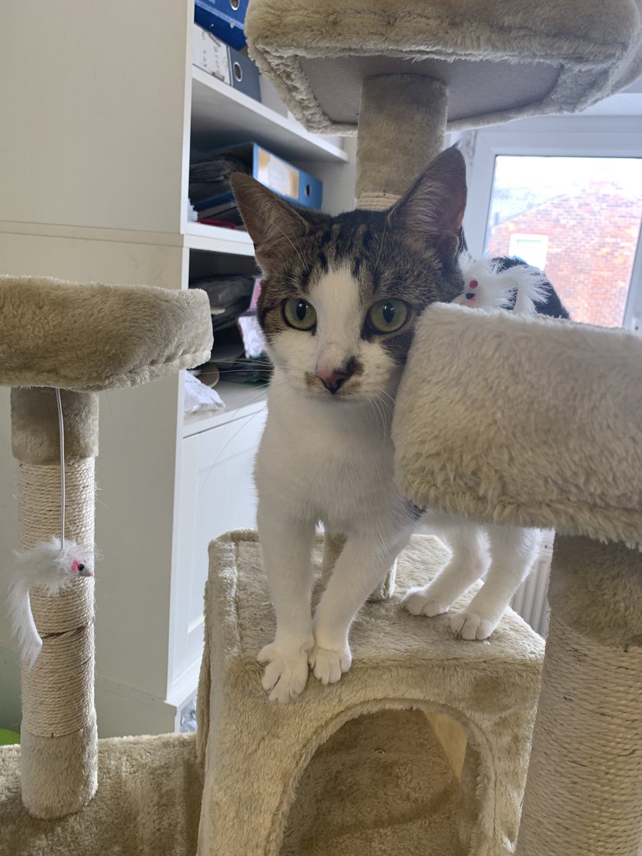 HeatonsCats's tweet photo. Dotty is loving the new scratching post that’s just been kindly donated to us 🥰 #scratchpost #rescuelife #sanctuarylife #rescuecats #newtoy https://t.co/aO7KPWQv8y