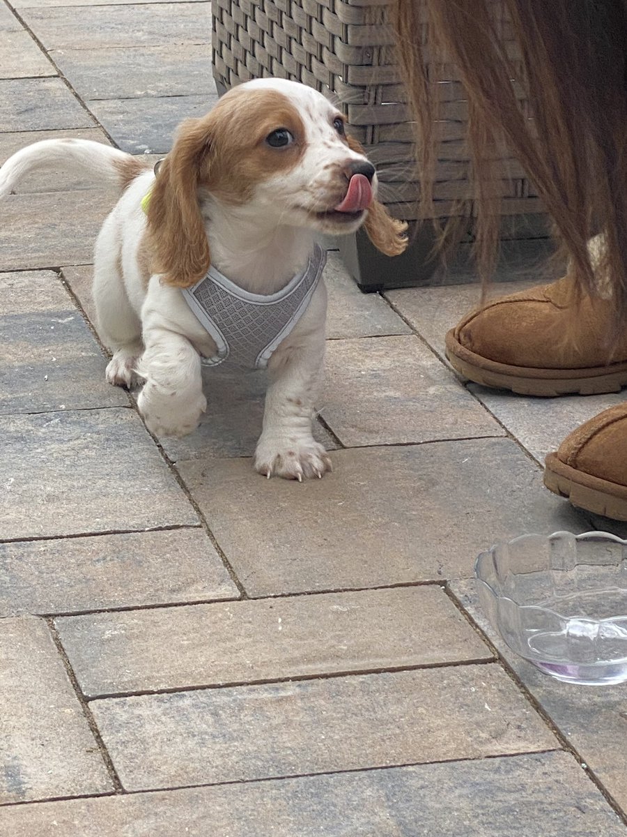 BarstoolRia's tweet photo. Hi everyone meet Norman :) https://t.co/yqeKsTBnJ9