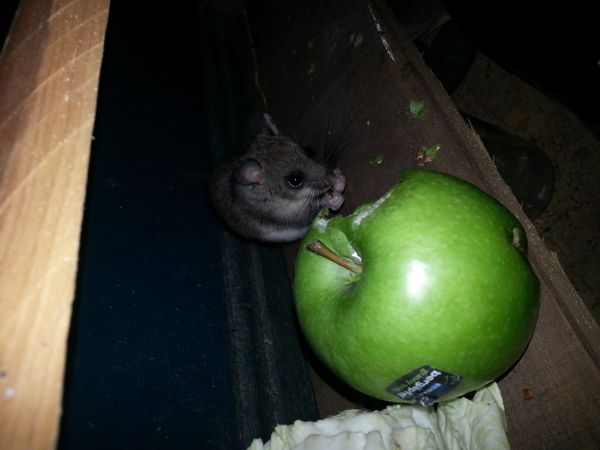 Wenn ihr ganz genau hinschaut findet ihr unseren kleinsten Besetzi auf dem Bild...
Im #dannibleibt leben viele unterschiedliche Wesen zusammen und wollen nicht durch die #keinea49 vertrieben werden! 
#waldstattasphalt