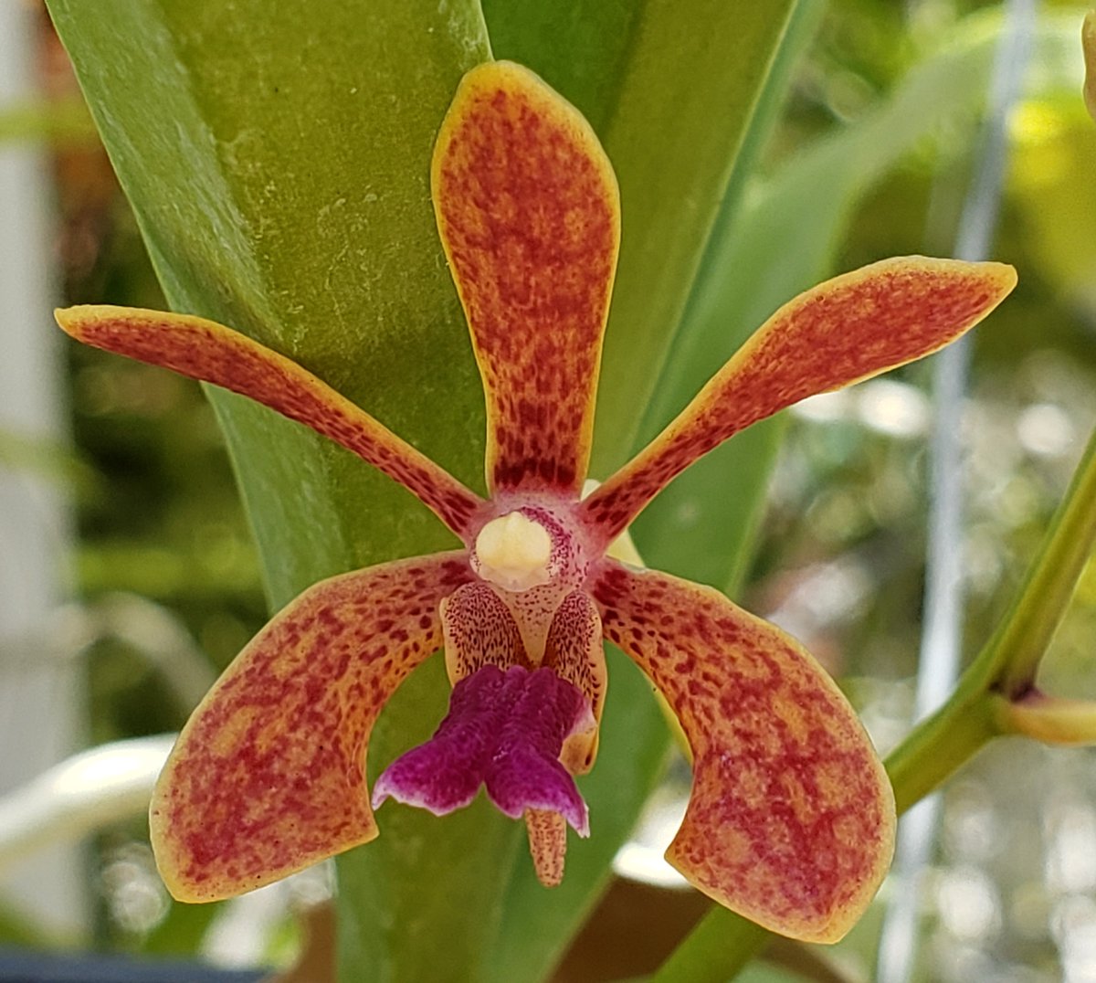 ConnieYurkus's tweet photo. A few months ago I got a box from #MotesOrchids and just look at this pretty little thing! I can't think of a single tiny Vanda that looks even similar to this. Wowza! #orchids #vanda #neofinetia #tropicalplants #flowers https://t.co/qeA8ATg7S2