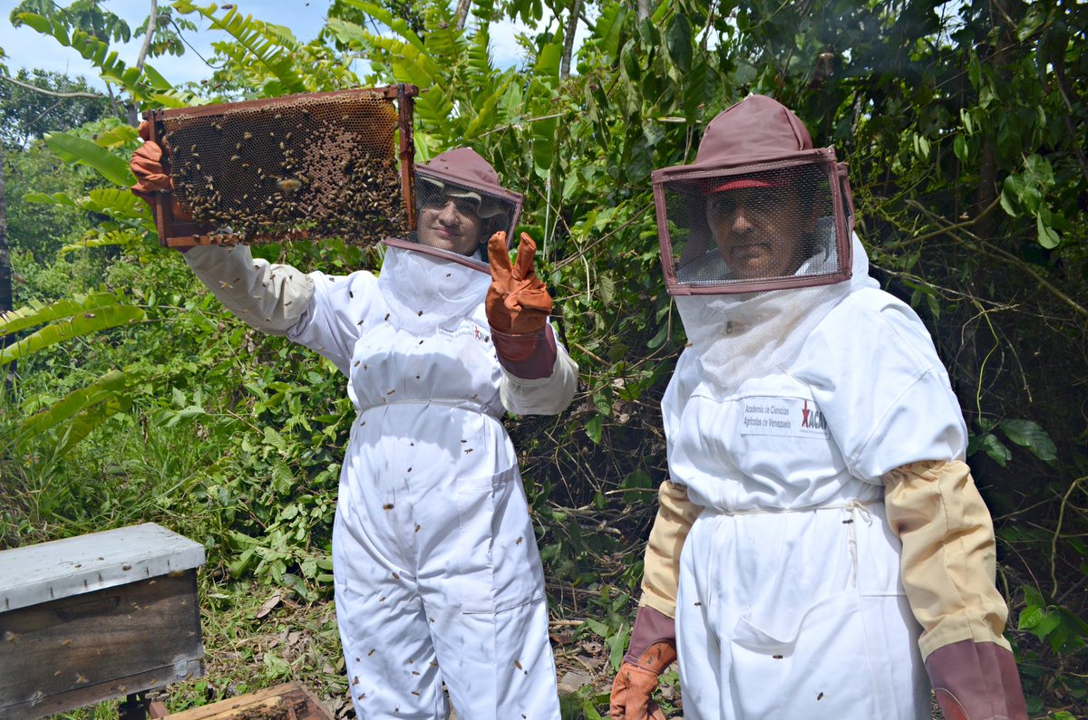 Mincyt_VE's tweet photo. Investigador de la Academia de Ciencias Agrícolas de Venezuela realiza estudios para preservar la vida de las abejas.

Jesús Escalante investiga, en Barinas, procesos de multiplicación de 🐝 reinas, así como las dinámicas de producción de miel, propóleos y polen de 🐝 domésticas. https://t.co/pcnf4L5Jra