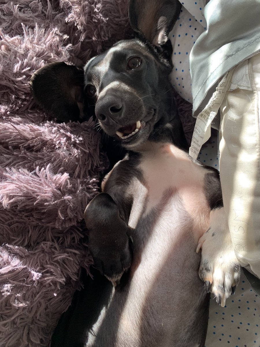 Ashleyjrdn's tweet photo. @BarstoolRia Mini dachshunds are the best https://t.co/tzOh1r541w