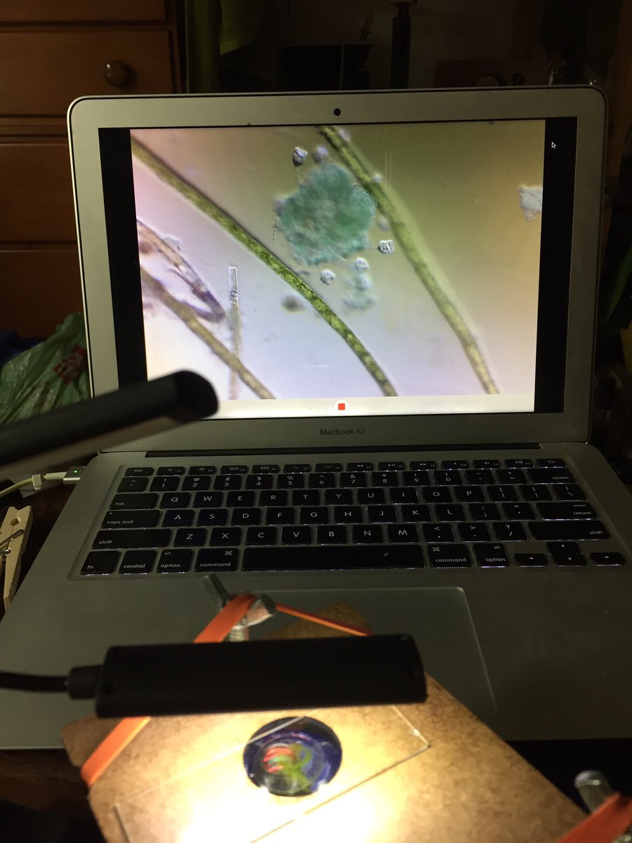 JholmesJay's tweet photo. Fun day with a #PublicLab #communitymicroscope checking out plant dish water. I have a few versions of th Community Microscope. Copepods, Cladocerans, Ostracods, Desmids and vorticella! #microscopemaking @NYMicroscopical https://t.co/wzQPKSl6gY