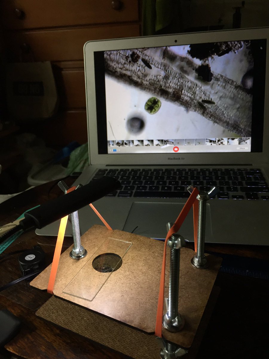 JholmesJay's tweet photo. Fun day with a #PublicLab #communitymicroscope checking out plant dish water. I have a few versions of th Community Microscope. Copepods, Cladocerans, Ostracods, Desmids and vorticella! #microscopemaking @NYMicroscopical https://t.co/wzQPKSl6gY