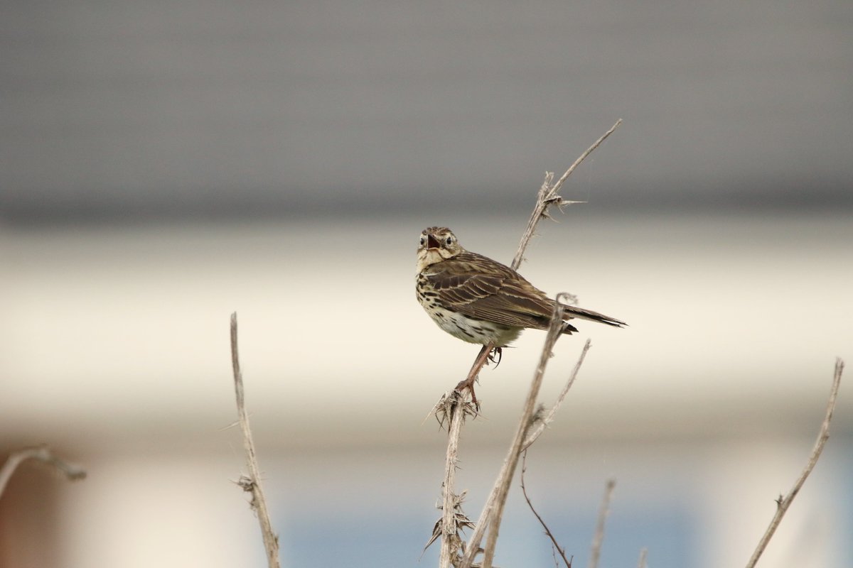 Michael55868839's tweet photo. Sedgeletch/Elba Park-6 Crossbill,4 Siskin,Kingfisher,Dipper,pr Grey Partridge,Treecreeper,GSW,21 Bullfinch,Willow Tit,3 Grey Wag,Buzzard,3 Kes,2 LBBG,47 LTT,2 Oik,20 Reed Warbler,5 Sedge Warbler,2 Spughawk,pr Stock Dove @DurhamBirdClub @Elba_Park #birding #birdwatching https://t.co/tE0eKgvylv