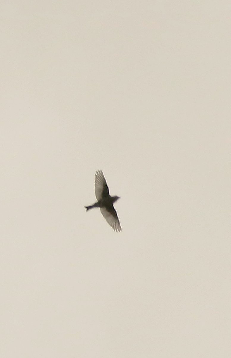 Michael55868839's tweet photo. Sedgeletch/Elba Park-6 Crossbill,4 Siskin,Kingfisher,Dipper,pr Grey Partridge,Treecreeper,GSW,21 Bullfinch,Willow Tit,3 Grey Wag,Buzzard,3 Kes,2 LBBG,47 LTT,2 Oik,20 Reed Warbler,5 Sedge Warbler,2 Spughawk,pr Stock Dove @DurhamBirdClub @Elba_Park #birding #birdwatching https://t.co/tE0eKgvylv