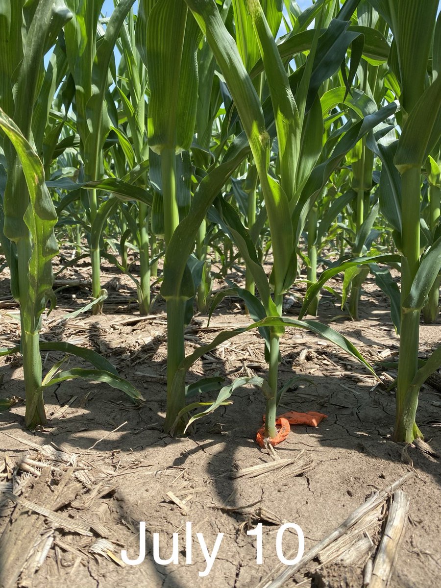 Tracking this guy throughout the season. What’s the cost of late emergence? <a href="/precisionplant/">Precision Planting</a>