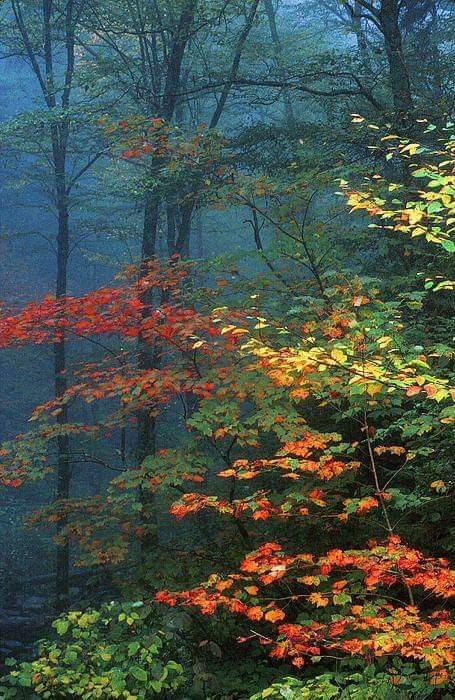 floresimosquera's tweet photo. edición de flora #inviernal

#buscandocolores 

#sfm 
#wickhamchuck https://t.co/vCDM7Gsrti