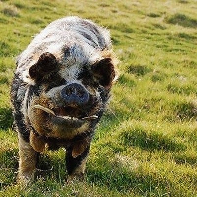 LilyBlacksell's tweet photo. Trundling into the great tradition of Pig Poetry with my poem 'Bounty' in the new Poetry Review. Thank you so much @no1_emily &amp; @PoetrySociety. Here is the gorgeous cover by @AnnaJensenArt &amp; the gorgeous dear pig my poem is named after 🐽 https://t.co/UtpSvR70W0