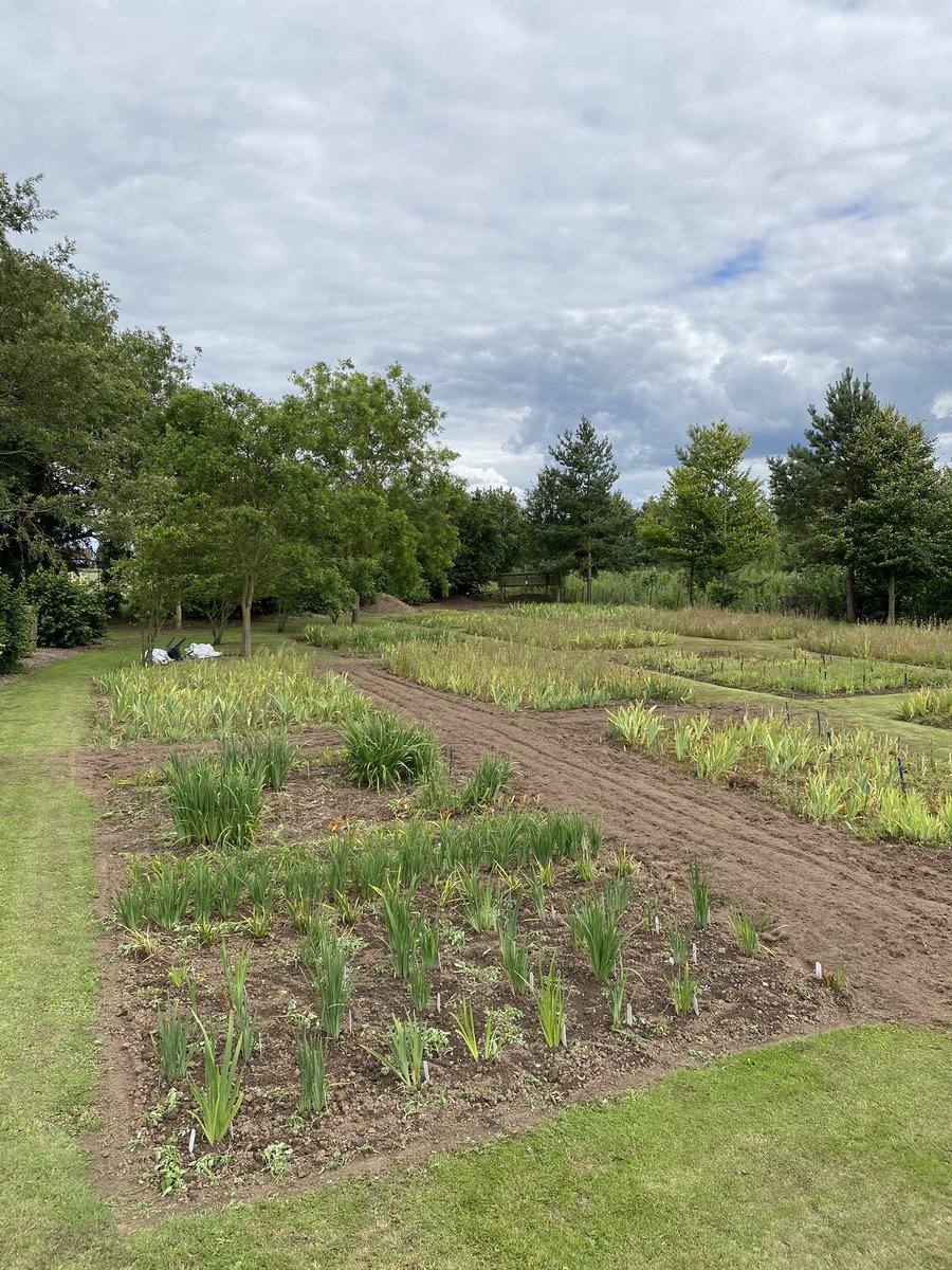 IrisesSeagate's tweet photo. Work at the far end of the nursery today included removing some of the grass paths... as a grower our biggest asset is our soil and so it was time to remove paths and expand the beds to make more space for plants! #renovation #growingspaces #fieldgrown #barerootplants #irislove https://t.co/1KdQyfXjax