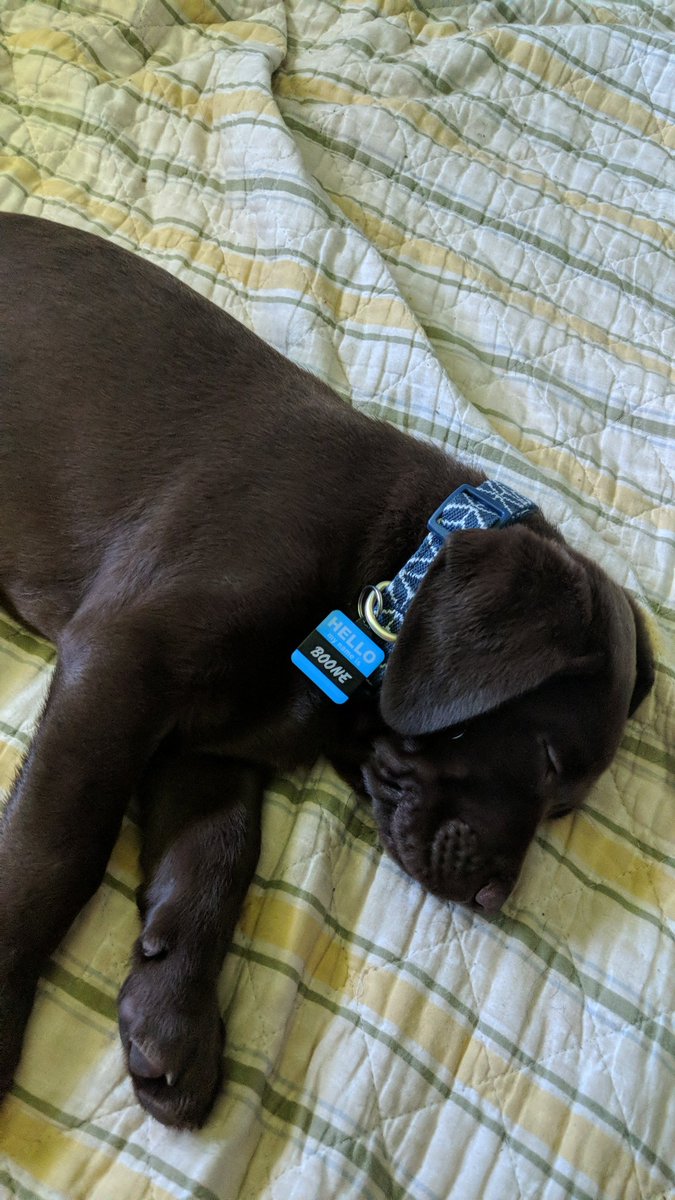 MrsSHyder's tweet photo. New member of the family 🤗 #labrador #puppy https://t.co/muNOsmWXxv