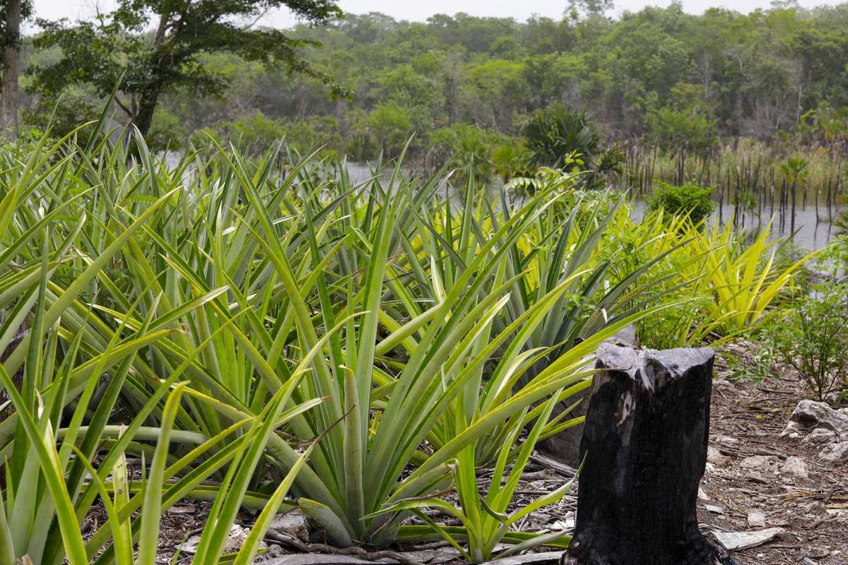 FiliMartinezM's tweet photo. Compartamos #QuintanaRoo, y conozcamos más de sus lugares, esto es 
Pedro Antonio Santos, un lugar que combina los colores con el trabajo. https://t.co/urYN7f3wKg