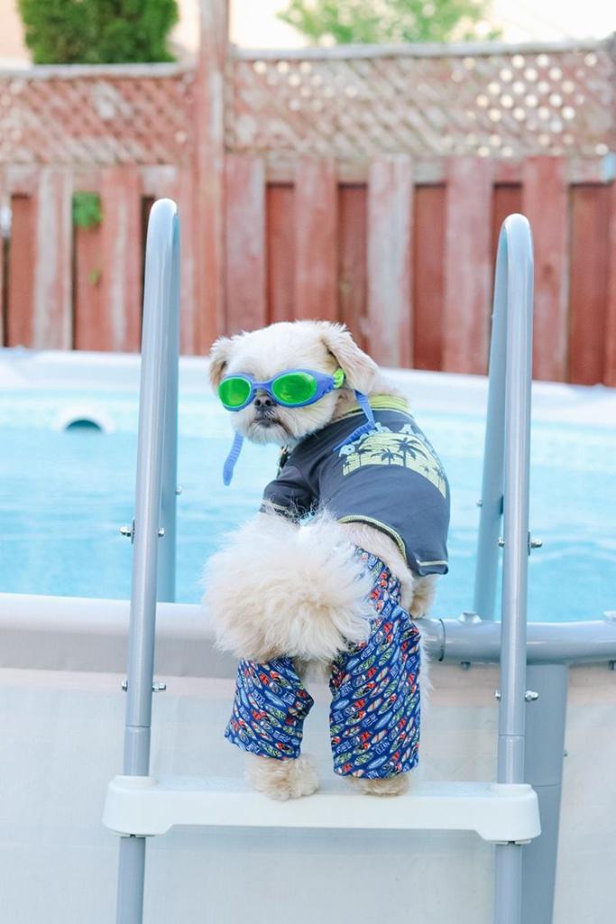 PetSmart tweet media