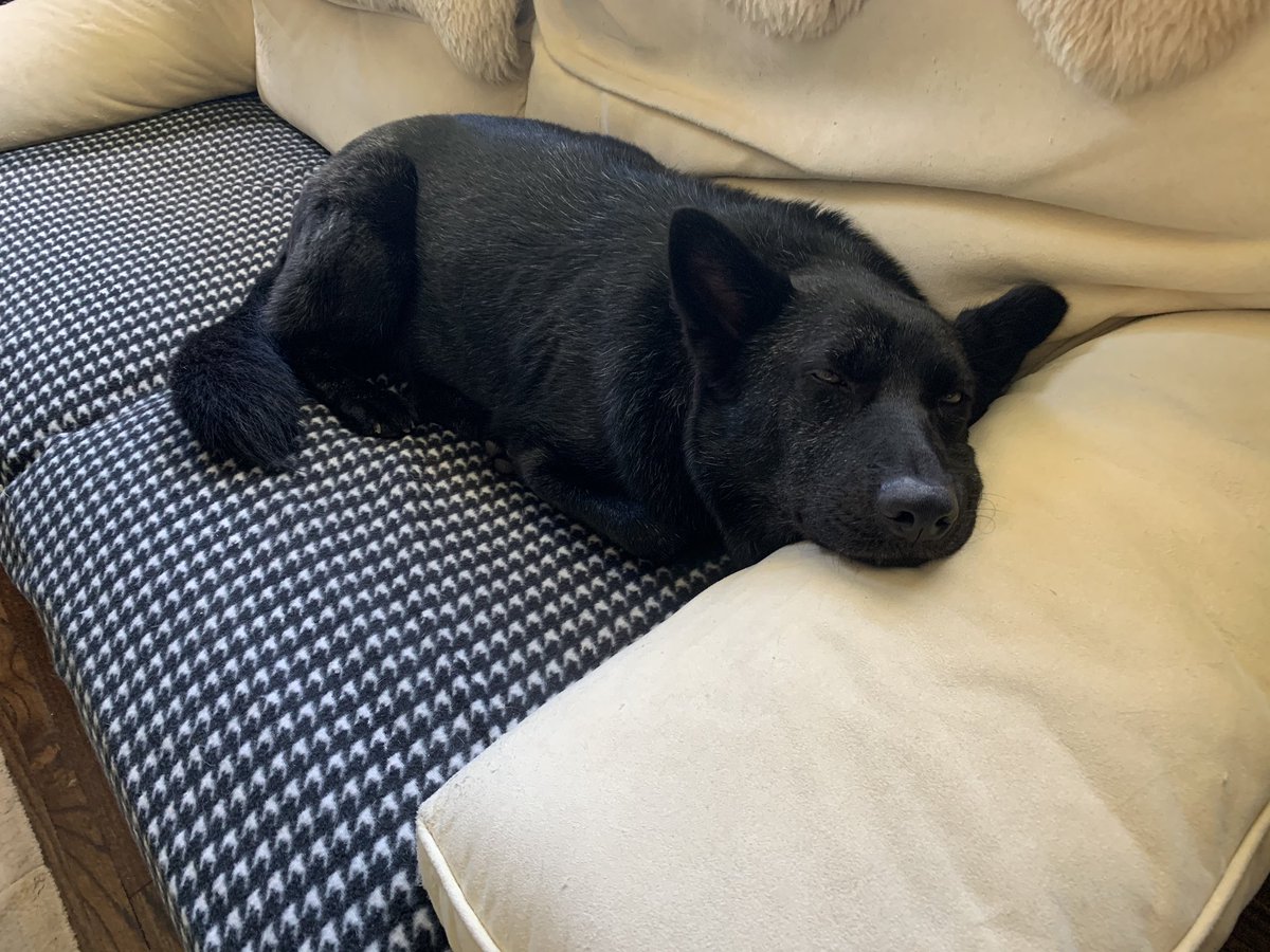 beavela's tweet photo. @MurrayWindham Here are a few photos of Chance! https://t.co/PHCY5PGe10