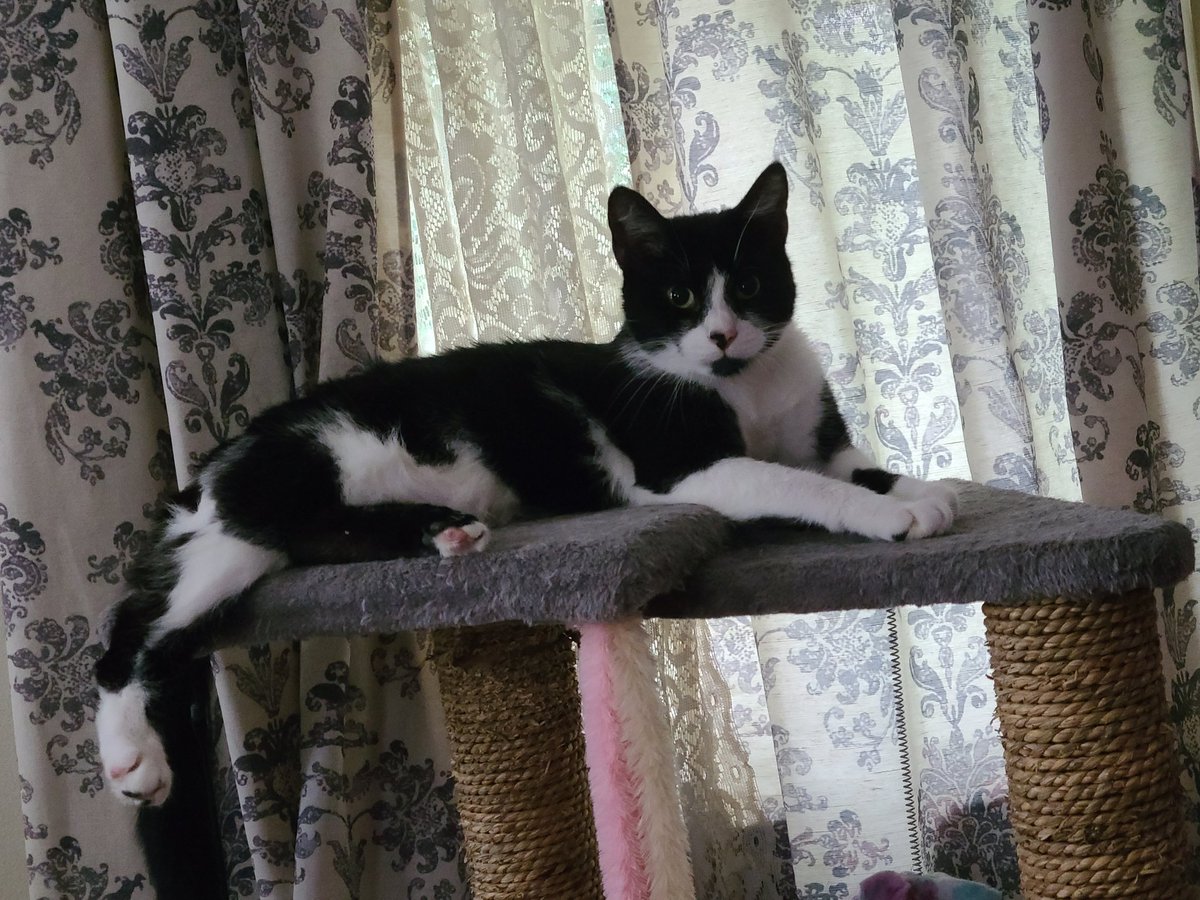 MOMpackMcraft's tweet image. I just saw a kitty die on minecraft hoaxmc server and it was so sad. I didn't think pets could die, love your pets more tonight. Here's the look like.

@HoaxMCServer #kitty #minecraftfail