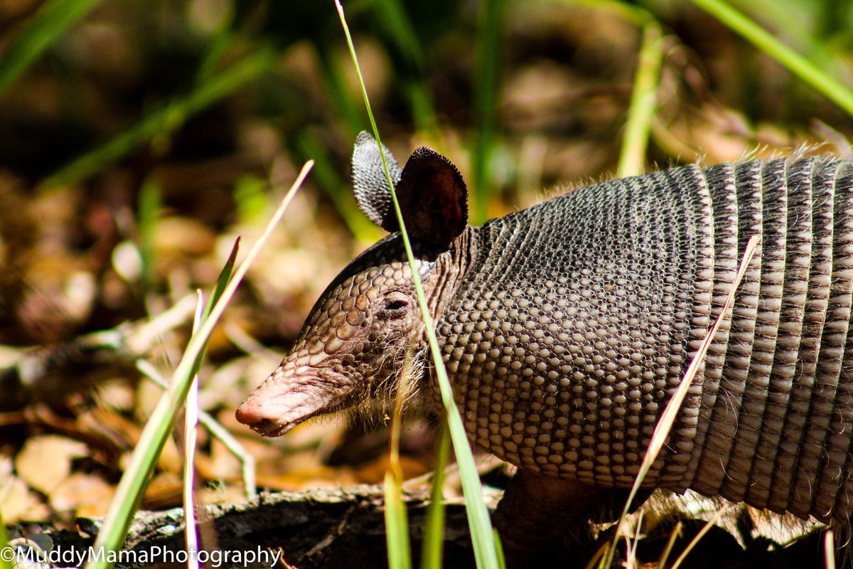 muddy_mama's tweet photo. Nine banded armadillo at Blue Springs, FL. #NaturePhotography #PhotographyIsArt #Armadillo #NatureCam #Florida #Wildlife https://t.co/mrX90hrBhC
