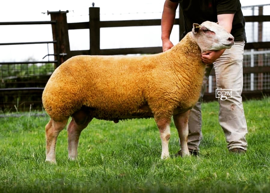 💥New stock ram alert💥

Foxhill va va voom purchased for 16,000 gns today!!! Serious fleshing on top and arse! Exciting times 😍