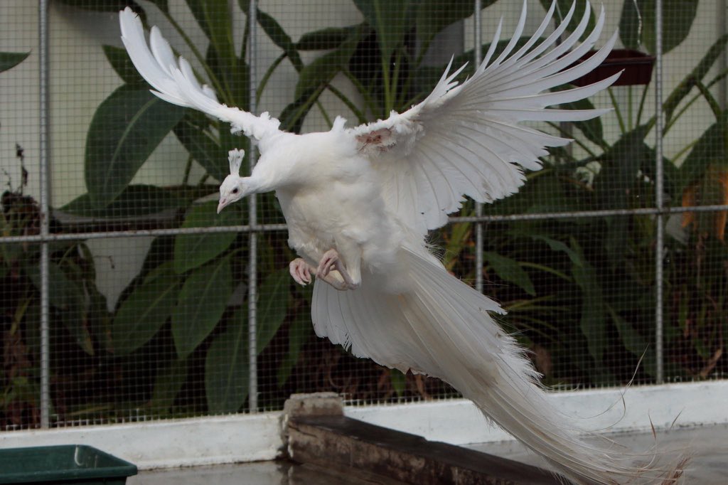 Twitter पर Masaki Ishii 羽ばたく 白孔雀 の画像をプレゼント 掛川花鳥園 から 頑張ってくださいませ Twitter पर Masaki Ishii 羽ばたく 白孔雀 の画像をプレゼント 掛川花鳥園 から 頑張ってくださいませ