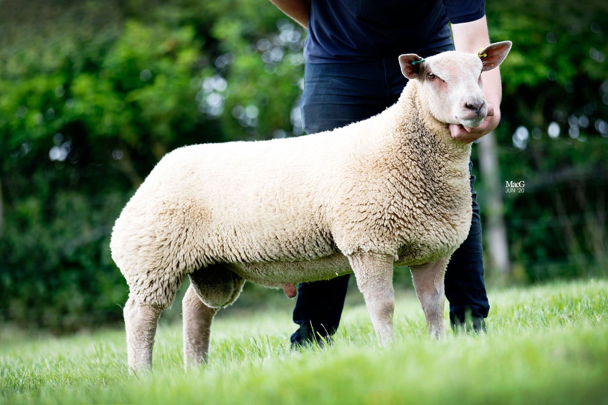 💥 New stock ram alert 💥

Arbryn lamb purchased privately earlier this year! His best lamb for a long time, as long as a bus as wide as two 😂. Really looking forward to lambing now