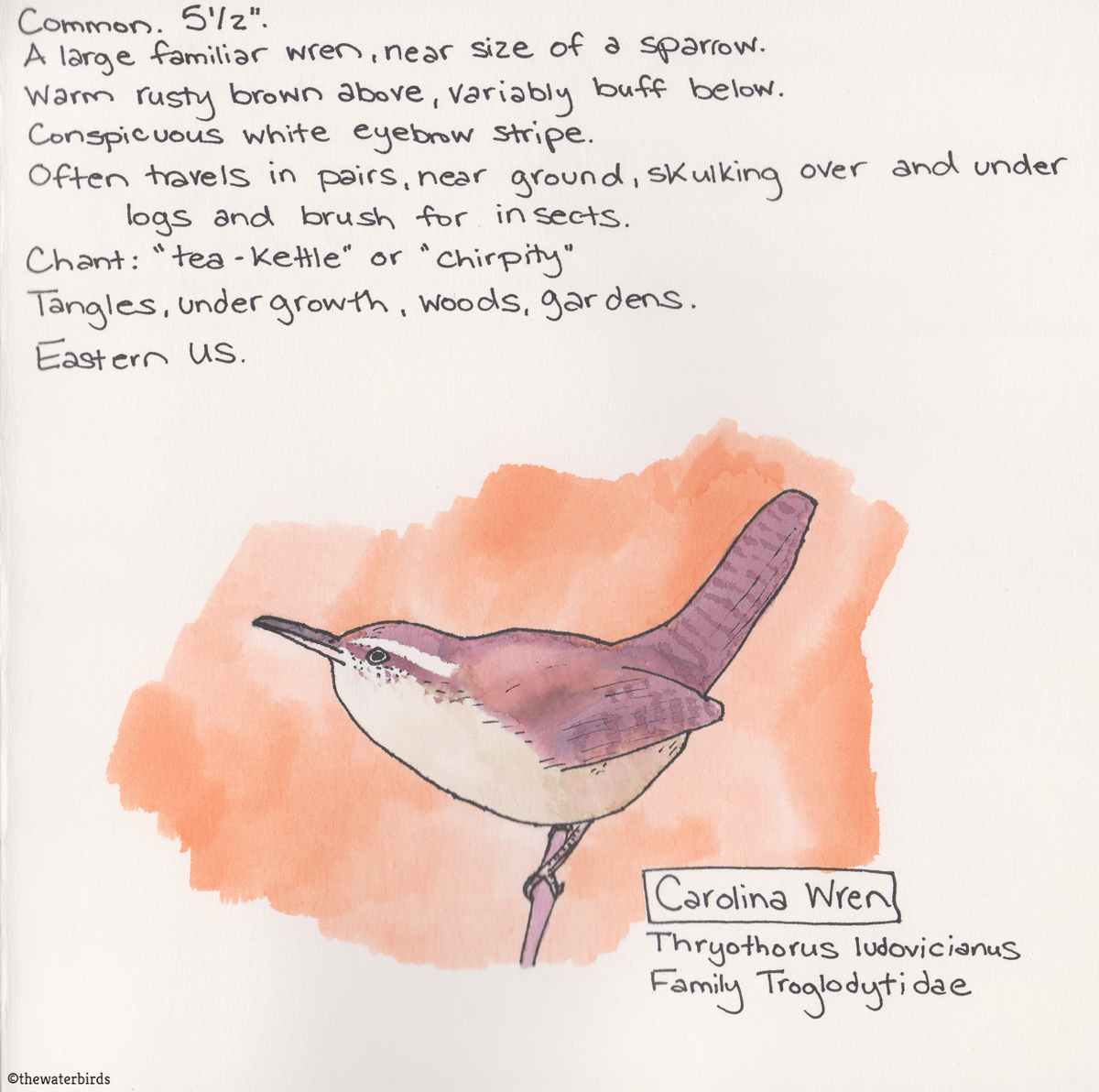 thewaterbirds's tweet photo. 0015 - Carolina Wren

We get these little guys at the feeders all the time. So easy to spot with their eyebrow. I really love how he turned out. So round. #watercolorart #birding https://t.co/GCD1jC9XEG
