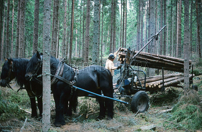 Sjobergbild's tweet photo. Är det här långsiktigt tänkande? Måste lägga ut en bild från 1975 på ett vackert skogsekipage med noll miljöpåverkan för att må lite bättre. Ett skogsbruk i en levande skog.
#åsikt #svar #tycker #dåligt #mångfald #instämmer https://t.co/zNzMZVvAuk