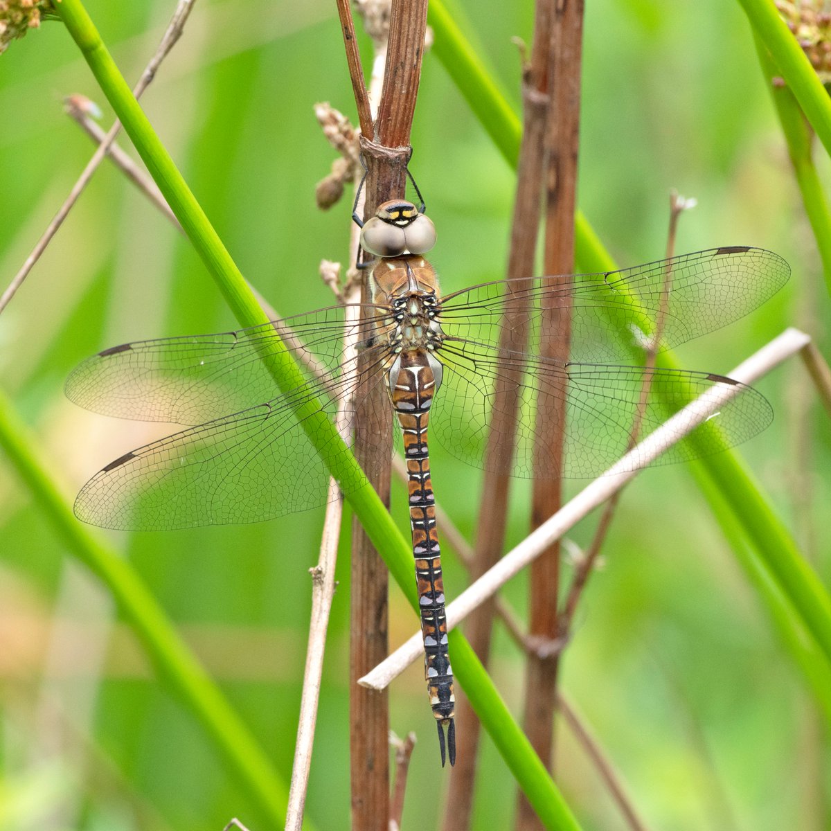 M0KSJ's tweet photo. Possible new sighting for @ChisCommons - immature Migrant Hawker #dragonfly #ChislehurstCommons @BDSdragonflies @WildLondon @KentWildlife @MarcHeathym007 https://t.co/gezxkMVcMM
