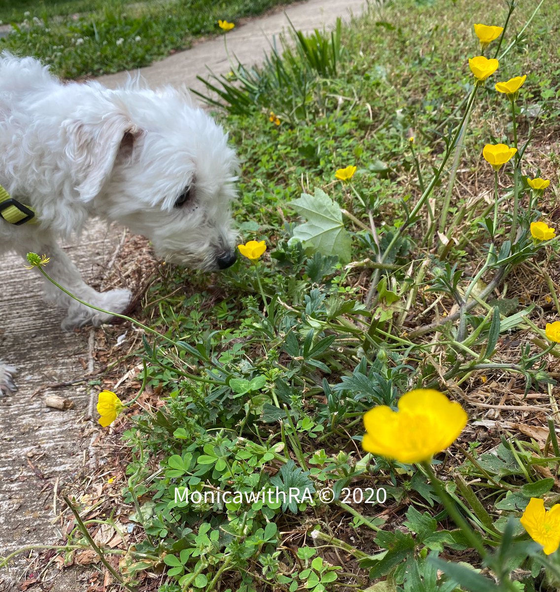 Happy #weekend, friends! Affie is here to remind you to get outside today. 

Comment with your favorite outdoor activity! 🧗🏽‍♀️⛰

#optoutside <a href="/REI/">REI</a> #outdoors #dogs #happydog #weekendvibes #rheumatoidarthritis #rawarrior #spoonie #nailart <a href="/RetweetBloggers/">Retweet Bloggers</a> <a href="/BloggersTribe/">BloggersTribe</a>