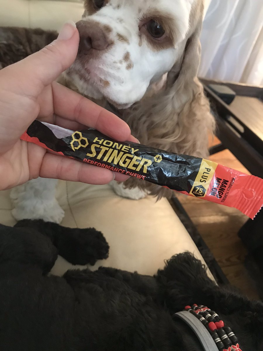RunAroundSusieQ's tweet photo. 10.37miles today courtesy of Gidget (she let me have the @HoneyStinger Performance Chews) Two big thumbs up from me! #running #HillsThrill #CouchesKill https://t.co/CxS91dCPxR
