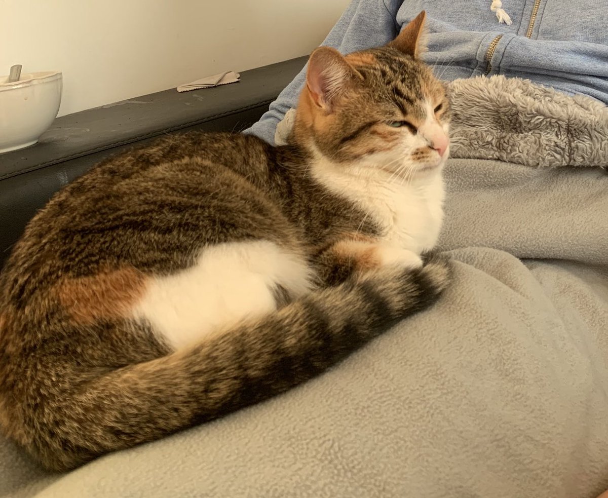 moncaillou_12's tweet photo. ⚠️⚠️⚠️ CHAT PERDU ⚠️⚠️⚠️ Svp j’ai perdu ma chatte de 2 ans qui répond au nom de Grena rue Waldeck Rousseau à Limoges ! Elle est peut être blessée, RT apprécies !! https://t.co/JI1zT4isNq
