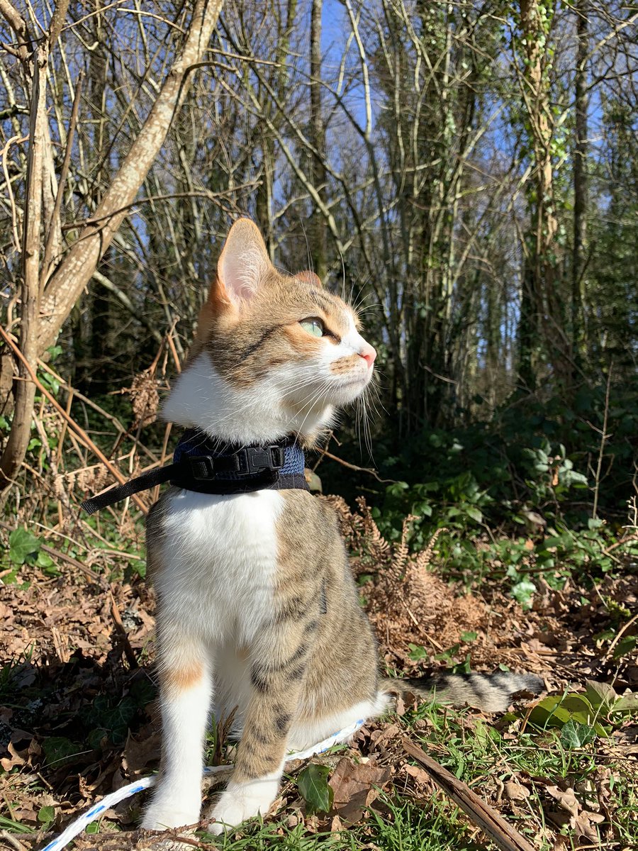 moncaillou_12's tweet photo. ⚠️⚠️⚠️ CHAT PERDU ⚠️⚠️⚠️ Svp j’ai perdu ma chatte de 2 ans qui répond au nom de Grena rue Waldeck Rousseau à Limoges ! Elle est peut être blessée, RT apprécies !! https://t.co/JI1zT4isNq