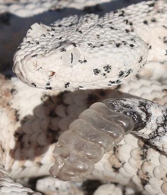 random_snakes's tweet photo. #Lier is trending because we're having #donaldisoverparty when we #ImpeachTrumpAgain
In the meantime, have some intelligence and learn about snakes! This is one I've gotten a few requests for: The speckled rattlesnake, particularly the "bleached" morph which is white/gray. https://t.co/IawicribB4
