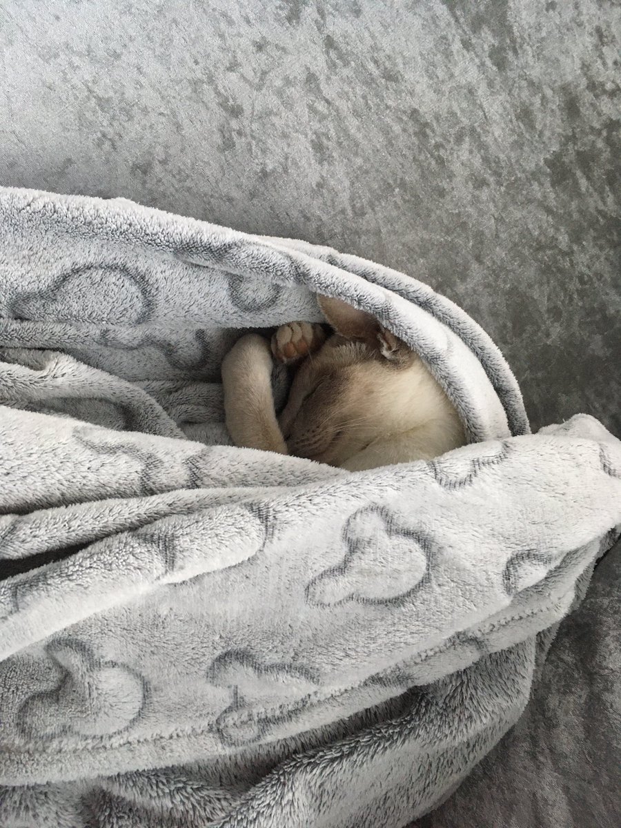 MouseSeal's tweet photo. It’s #Caturday and She just couldn’t get any cuter 🥰 #Luna #siamese #lilacpoint #HappyCaturday https://t.co/CxH4vtPjvT