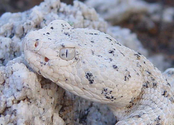 random_snakes's tweet photo. #Lier is trending because we're having #donaldisoverparty when we #ImpeachTrumpAgain
In the meantime, have some intelligence and learn about snakes! This is one I've gotten a few requests for: The speckled rattlesnake, particularly the "bleached" morph which is white/gray. https://t.co/IawicribB4
