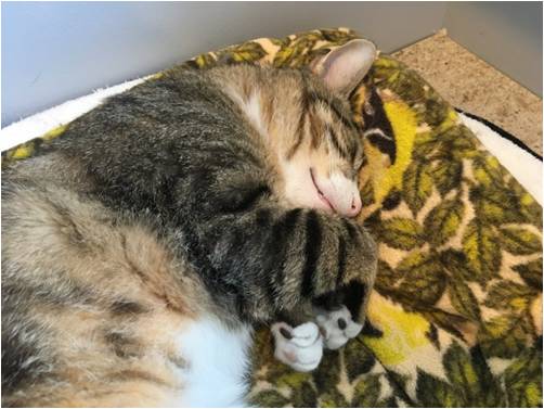 Snoozle Bruce.
#sheltercat #siesta #snoozle #feelingsafe #sleepycat #cuddlycat #sheltercatsrule #cuteasabutton #FIVCatsClub #CatsofTwitter