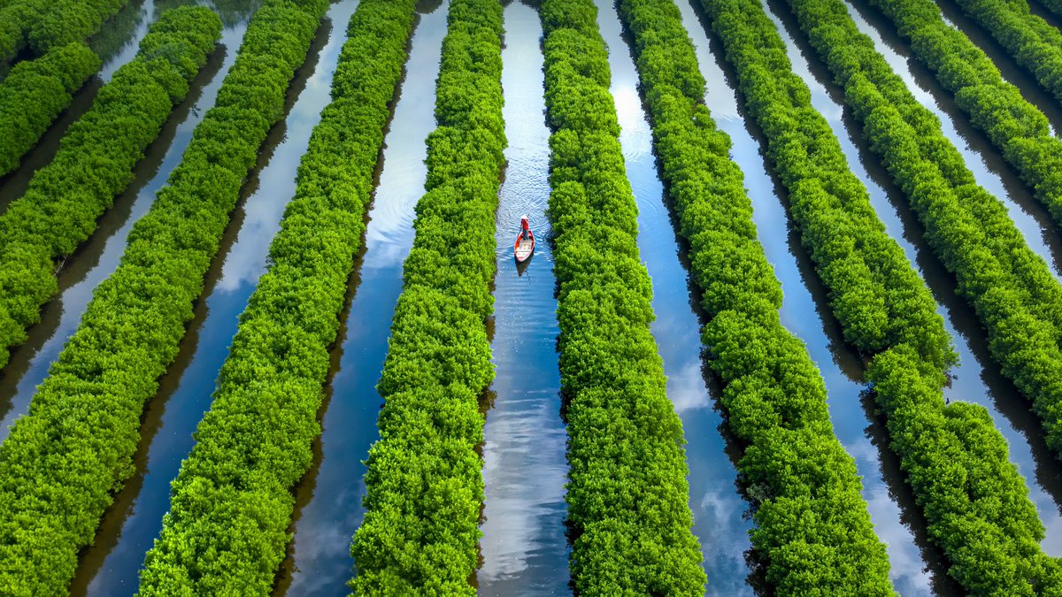 These orderly plantings in Quảng Ngãi Province, #Vietnam, are part of an initiative to regenerate 10,000 acres of mangrove forests around the country. #Mangroves help shield against typhoons that rock the coast each year. #NatureBasedSolutions