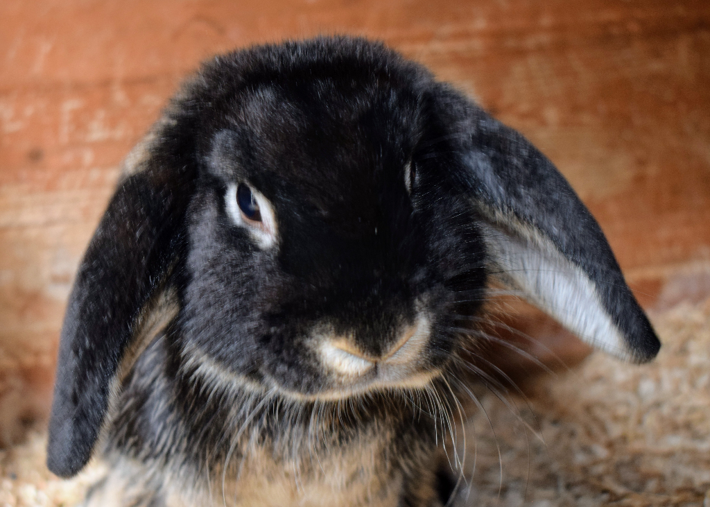 pact_sanctuary's tweet photo. The beautiful Quineton is our #RabbitOfTheWeek
He's a sweet little lad with a sad backstory who's looking for a forever home and a neutered female companion
Do you have a lonely lady looking for her home?
#RabbitRescue https://t.co/LlUIrI4tnP