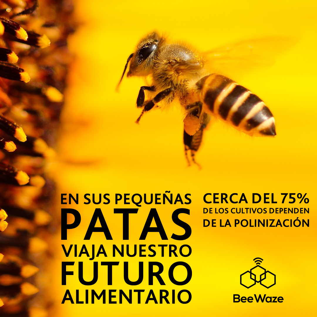 La tasa de desaparición de #abejas es entre cien y mil veces más altas debido a monocultivos, plaguicidas, plagas y cambio climático. La reducción de polinizadores pone en riesgo gran parte de cultivos esenciales ¡Cuidemos las abejas, cuidemos nuestro futuro alimentario!
#BeeWaze