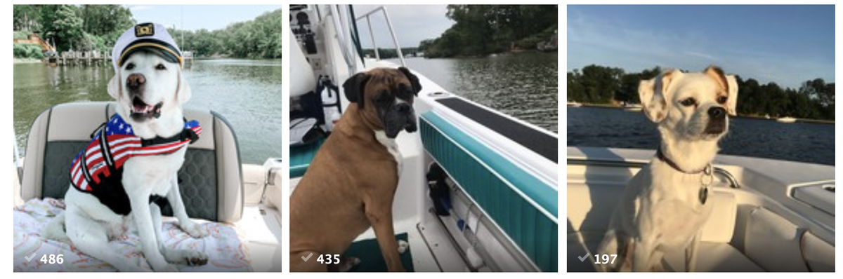 Our current frontrunners for our Dog Days of Summer Cover Contest! Voting ends tomorrow, so don't wait! Vote now for your favorite #boatdog at proptalk.com/2020-boat-dog-… 
Sponsored by Dogwood Acres Pet Retreat: <a href="/DAPetRetreat/">Dogwood Acres</a>