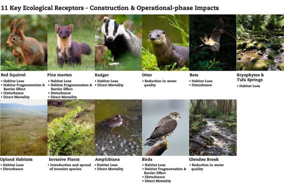 glendoherpark's tweet photo. @wildfullstop @NativeWoodTrust @npwsBioData @sdublincoco @noonan_malcolm So #NPWS collect no baseline data , dev of @TourismIreland #stateaid projects that impact on #Natura2000 sites go unimpeded & #CJEU referrals iro @npwsBioData fails 2 enf #EUHabitatsDirective & no mgt plans
Let’s join the dots
#Merlin ....#Hellfire
#Choughs .... #CrowHead https://t.co/I3hrALRTya
