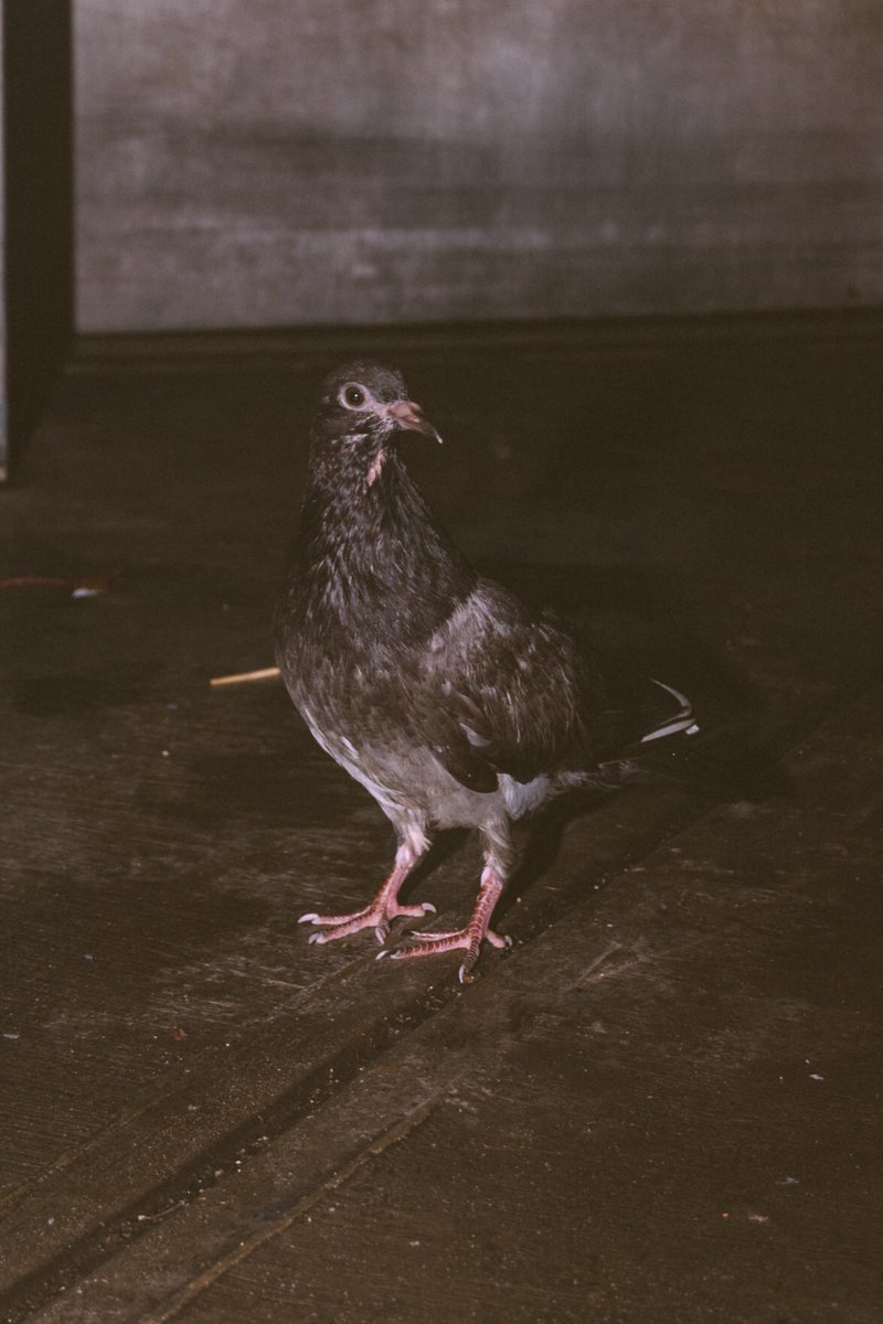 had a photo shoot with a pigeon just now, stay tuned