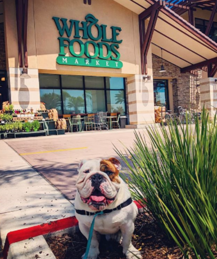 marketambassdor's tweet photo. We love @wholefoods so much! Grateful for such a wonderful company! #ambassador4tx #texascompany #austin #atx #atxlocal #localatx #austintexas #standwithaustin 
Image by @rosies_hank 🐶 https://t.co/39MsytVgkO