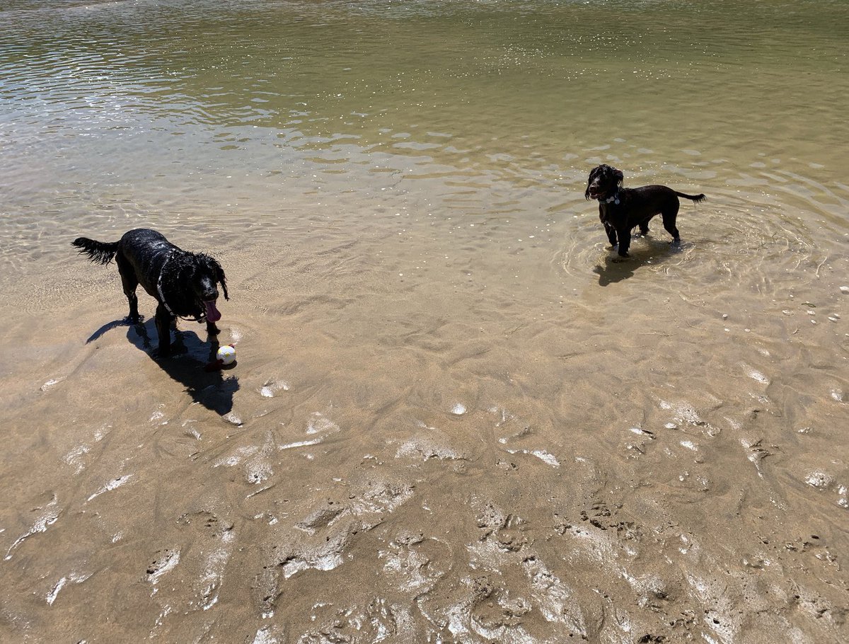 Lovely sunny day in Cornwall - lots of running & swimming for Bert so now one very sleepy spanner dog! #CornishSunshine #CornishSpaniels #OldBoyBert #SunnySaturday