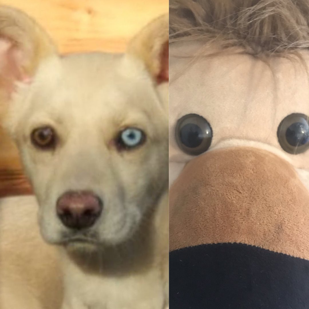 Haroldito_3's tweet photo. @VTorneria Es mi primo lejano 🐶 Ya habrá tiempo para jugar en Nonguén 🐾 https://t.co/rbGUS3tWFT