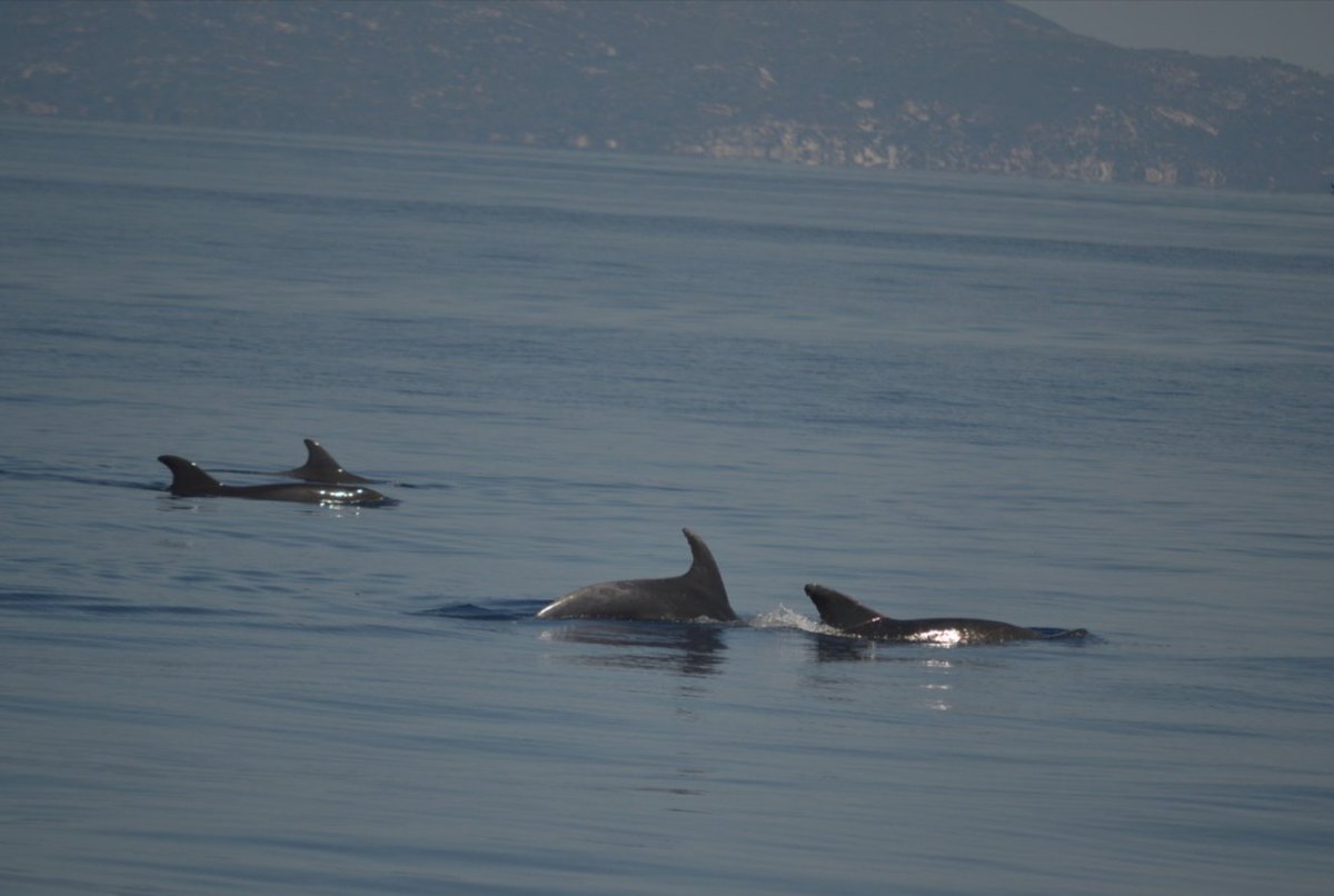WWFitalia's tweet photo. Si é chiusa la prima settimana di navigazione della Mahayana, ambasciatrice delle Vele del Panda
Le acrobatiche stenelle, con i loro spettacolari salti ci hanno accompagnati nuotando in prua della barca
Avvistati anche tursiopi #cetacei Santuario #Pelagos
#BlueDreamProject https://t.co/M5JeJ0asQK