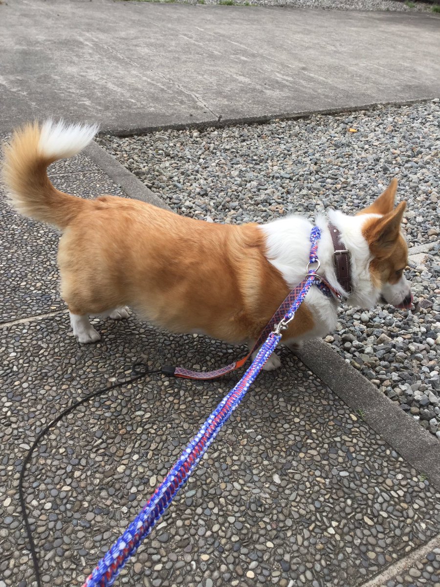 Kenken コーギーの尻尾はこんな感じで動きます コーギーのいる暮らし コーギー 犬のいる暮らし