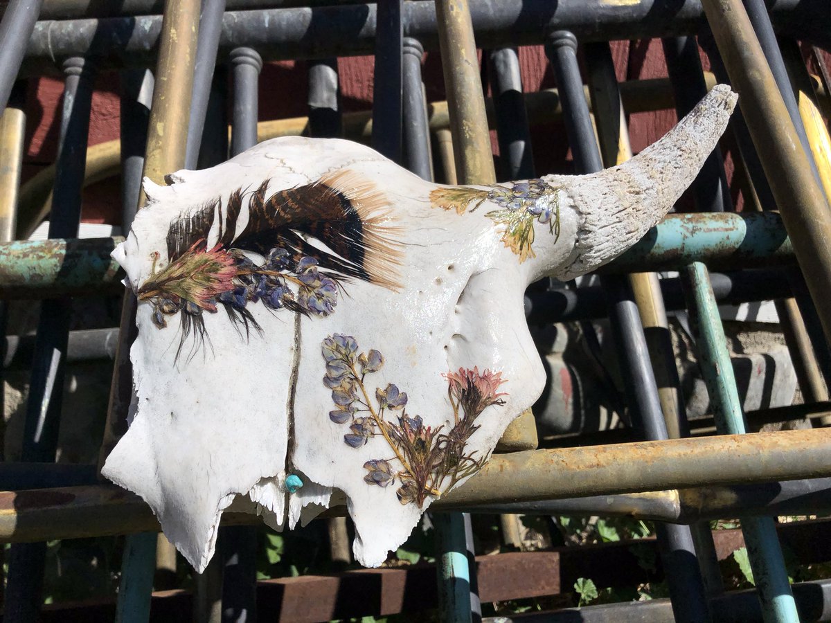 JLazySPictures's tweet photo. Buffalo Spring 
Available for purchase: lost and found buffalo skull with hand picked and pressed lupin, Indian Paintbrush, wild turkey feather and turquoise nugget 
$250 plus shipping https://t.co/5CPk4Kuprg