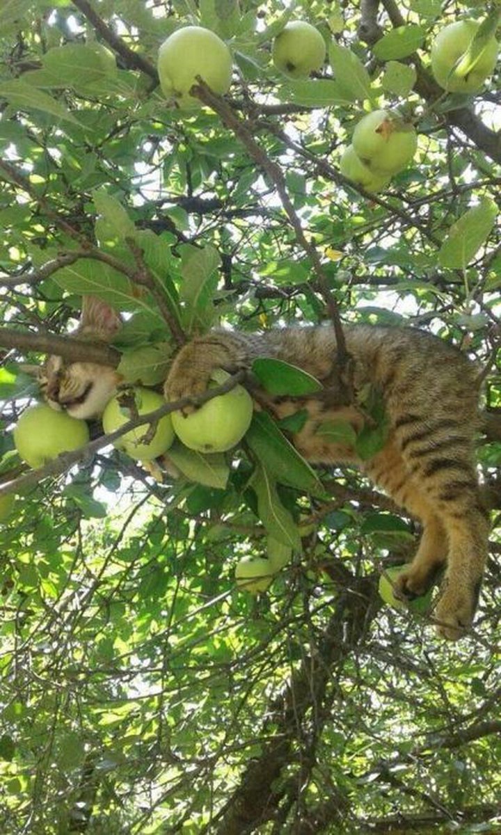 gatitos_qctd's tweet photo. Temporada de michis https://t.co/V9k5kDXjSi