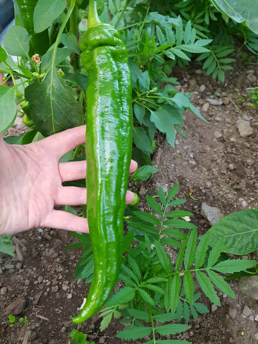 Noreen Dalton tweet media