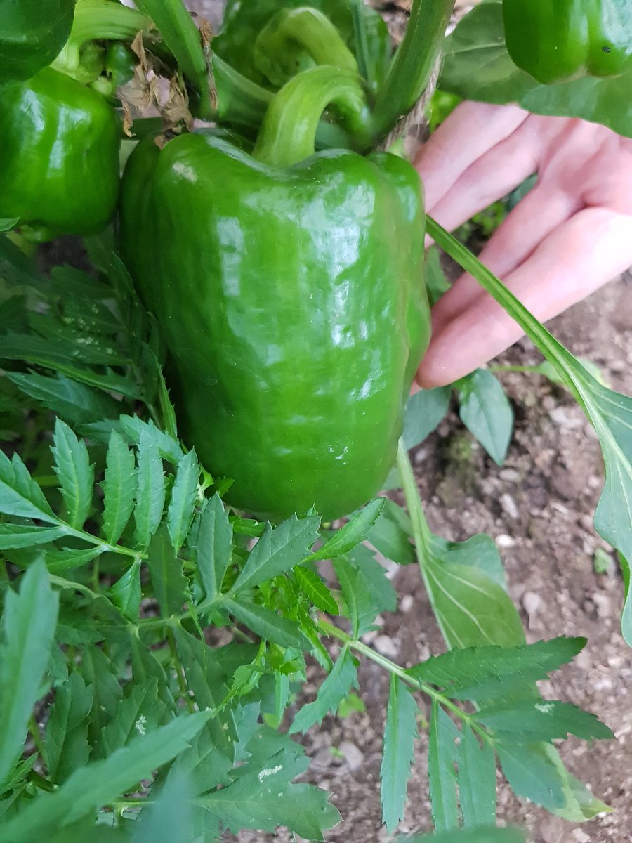 Noreen Dalton tweet media